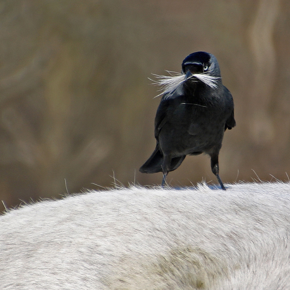 kauw met paardenhaar om een nestje te maken - Vogels - 