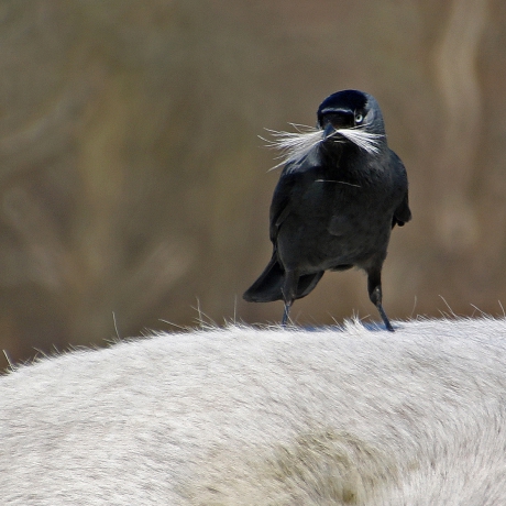kauw met paardenhaar om een nestje te maken