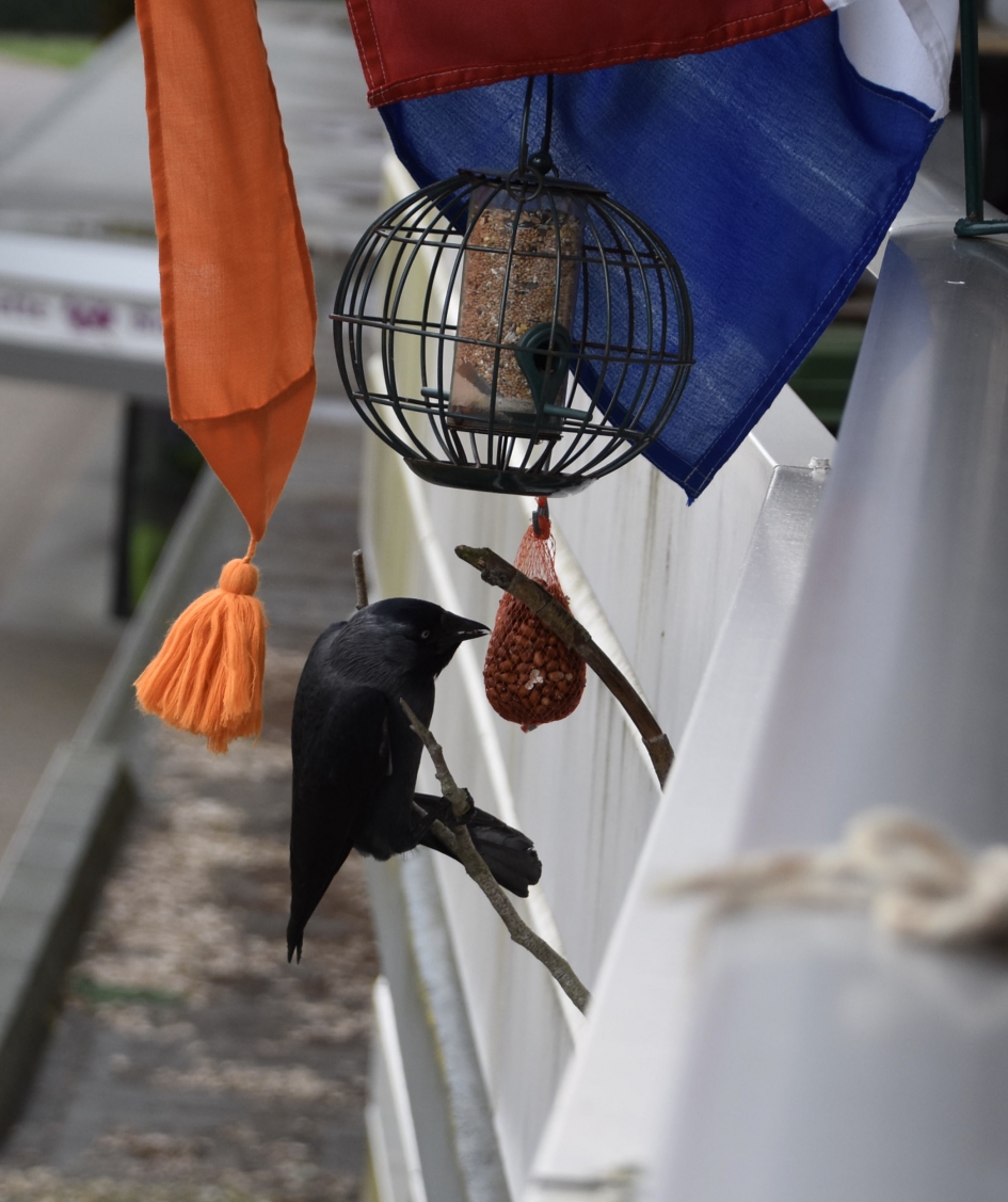 Kauw met vlag met wimpel - Vogels - 