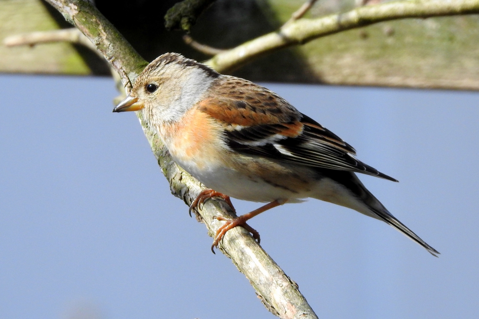 Keep-vrouwtje - Vogels - Keep