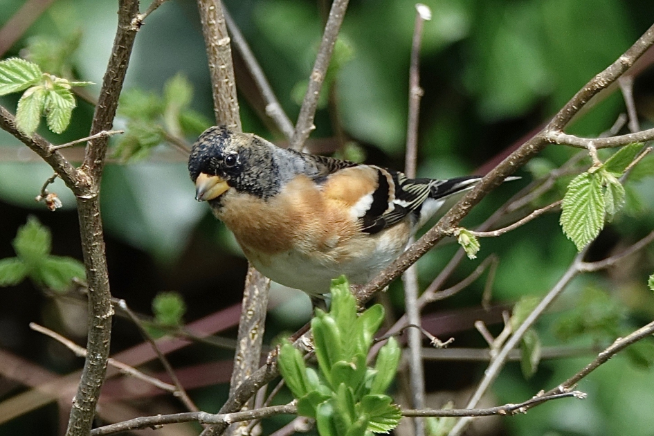 Keep - Vogels - Keep