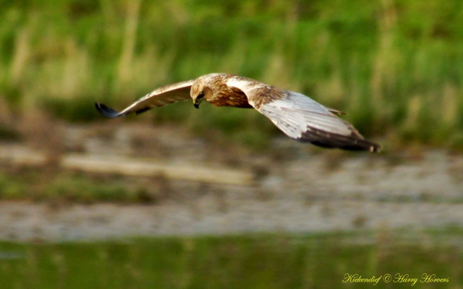 Kiekendief - Vogels - Kiekendief