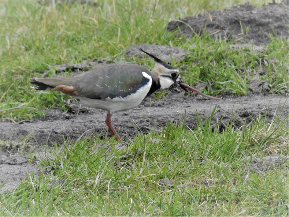 Kievit heeft een regenworm uit de grond getrokken - Vogels - Kievit