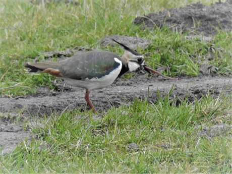 Kievit heeft een regenworm uit de grond getrokken
