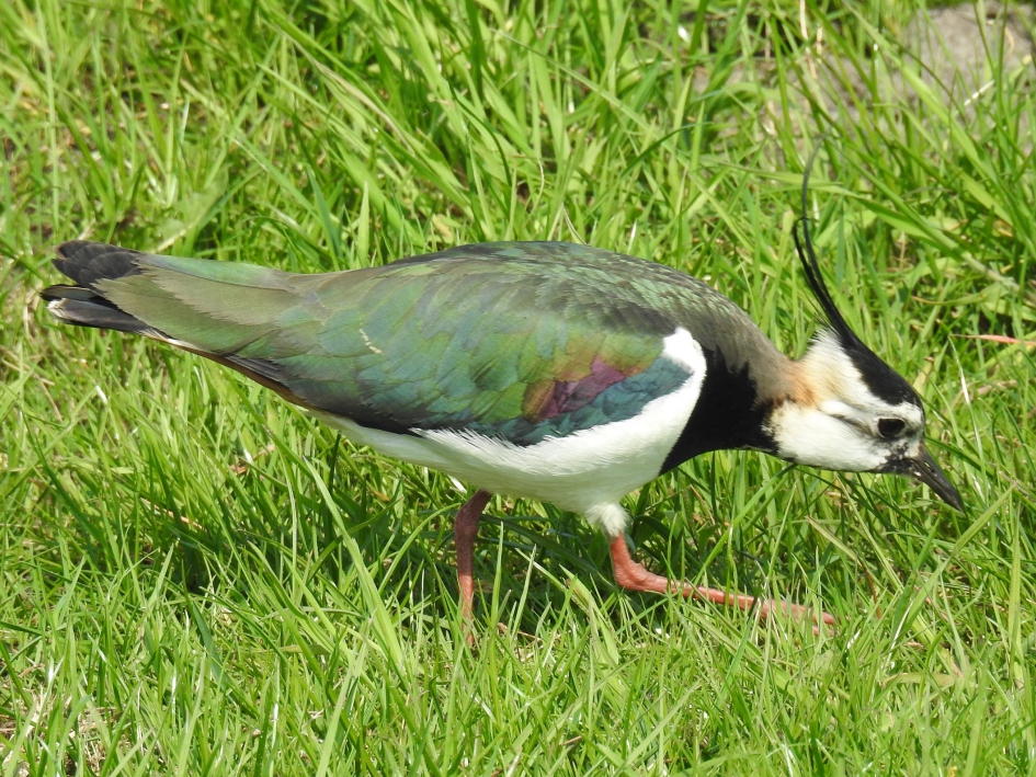 Kievit ziet een wormpje. - Vogels - Kievit