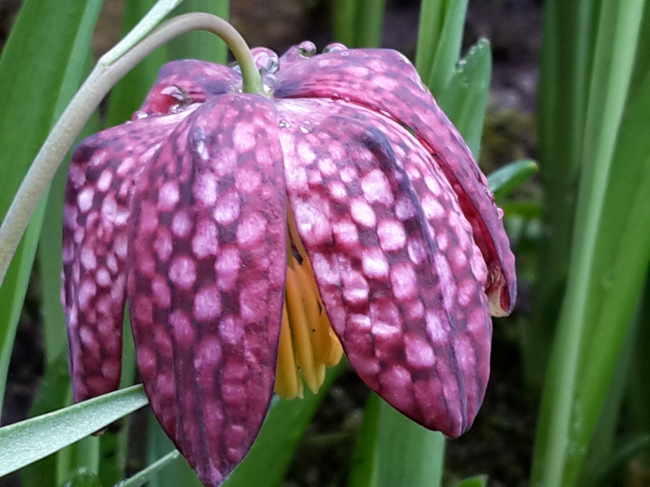 Kievitsbloem - Planten - Kievitsbloem