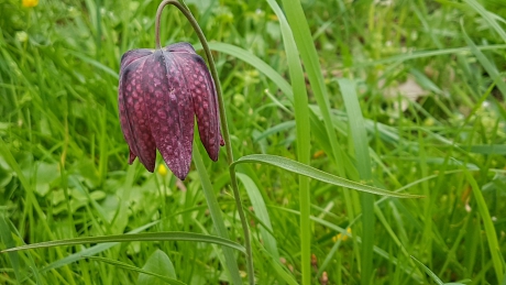 Kievitsbloemen in Park de Hogenkamp in Zwolle
