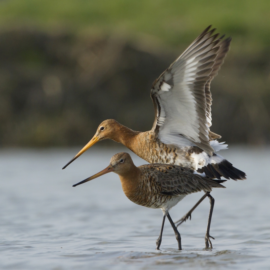 Klaar ... ! - Vogels - Grutto