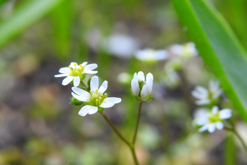 Klein maar fijn - Planten - Vroegeling