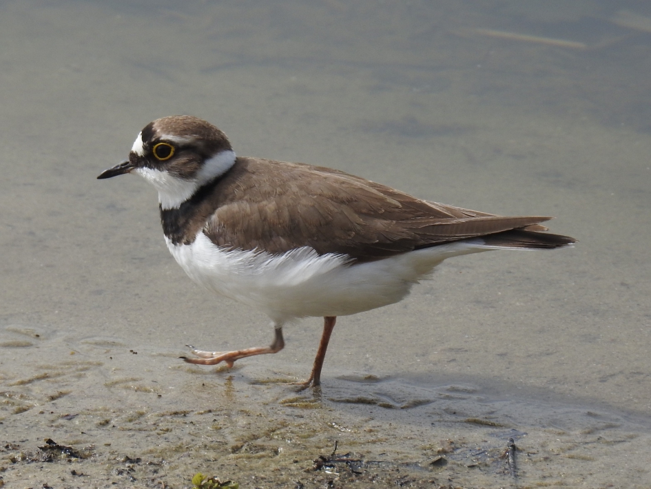 Kleine plevier - Vogels - Kleine plevier