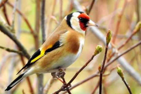 Kleurrijke verschijning