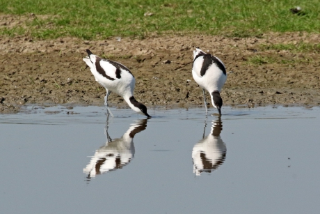 Kluten en spiegeling