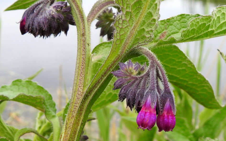 Knalkleur - Planten - Gewone smeerwortel