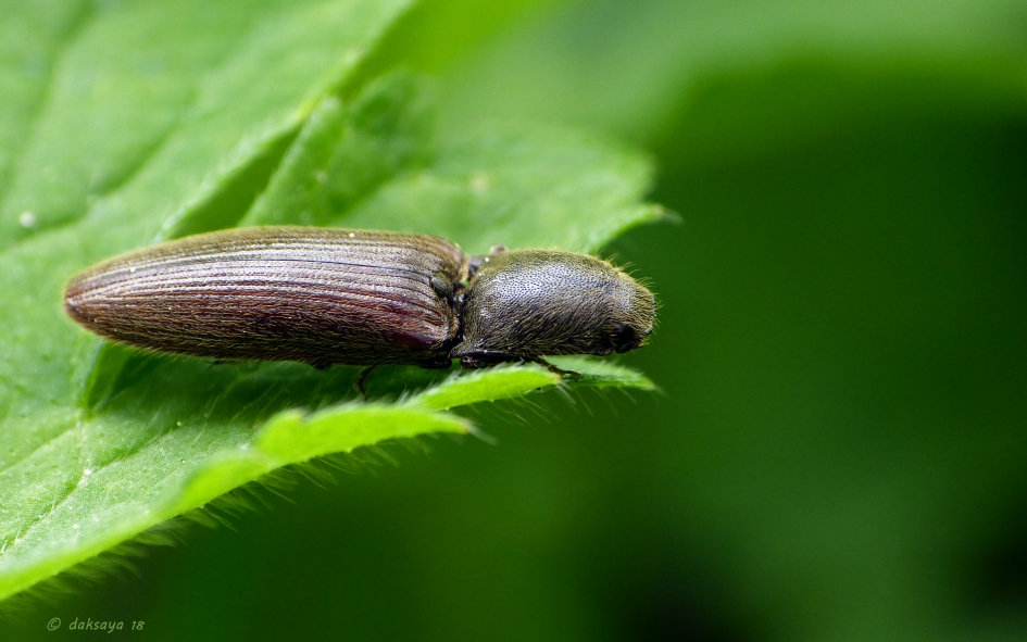 Kniptor - Geleedpotigen - 