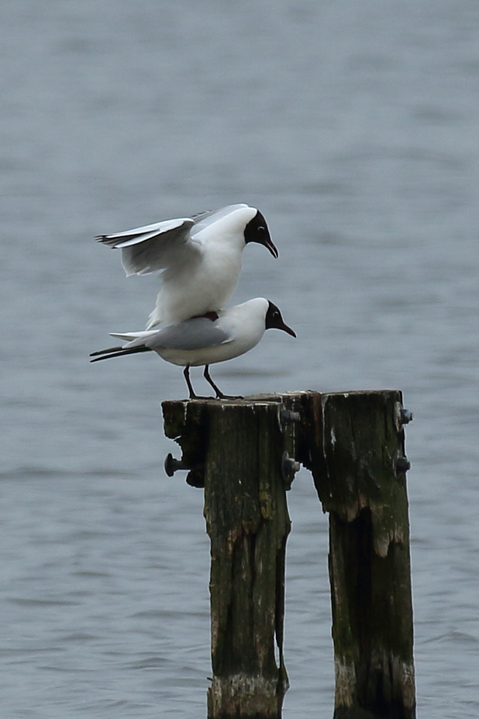 kokmeeuwen in zomerkleed - Vogels - 