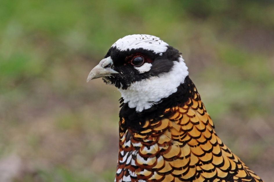 Koningsfazant - Vogels - 