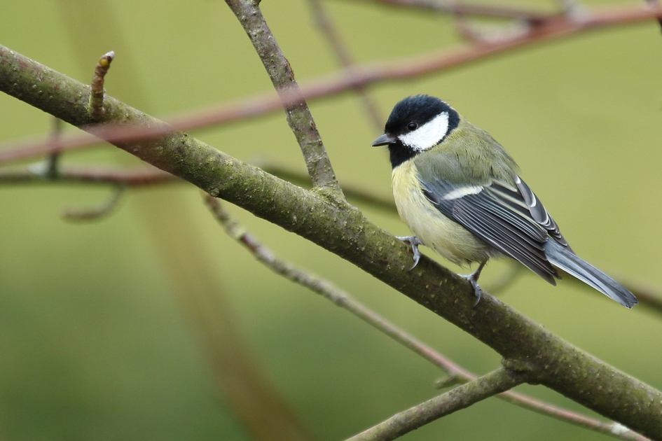 koolmees -v- - Vogels - 