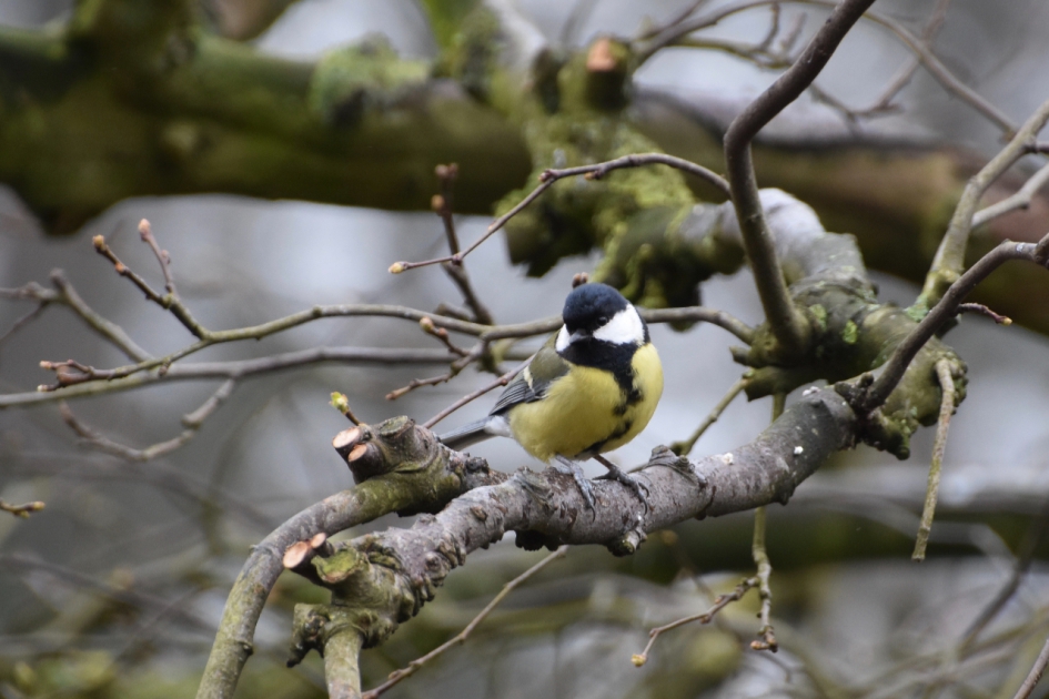 Koolmeesje - Vogels - 