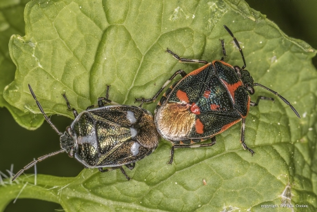 Koolwants (Eurydema oleracea)