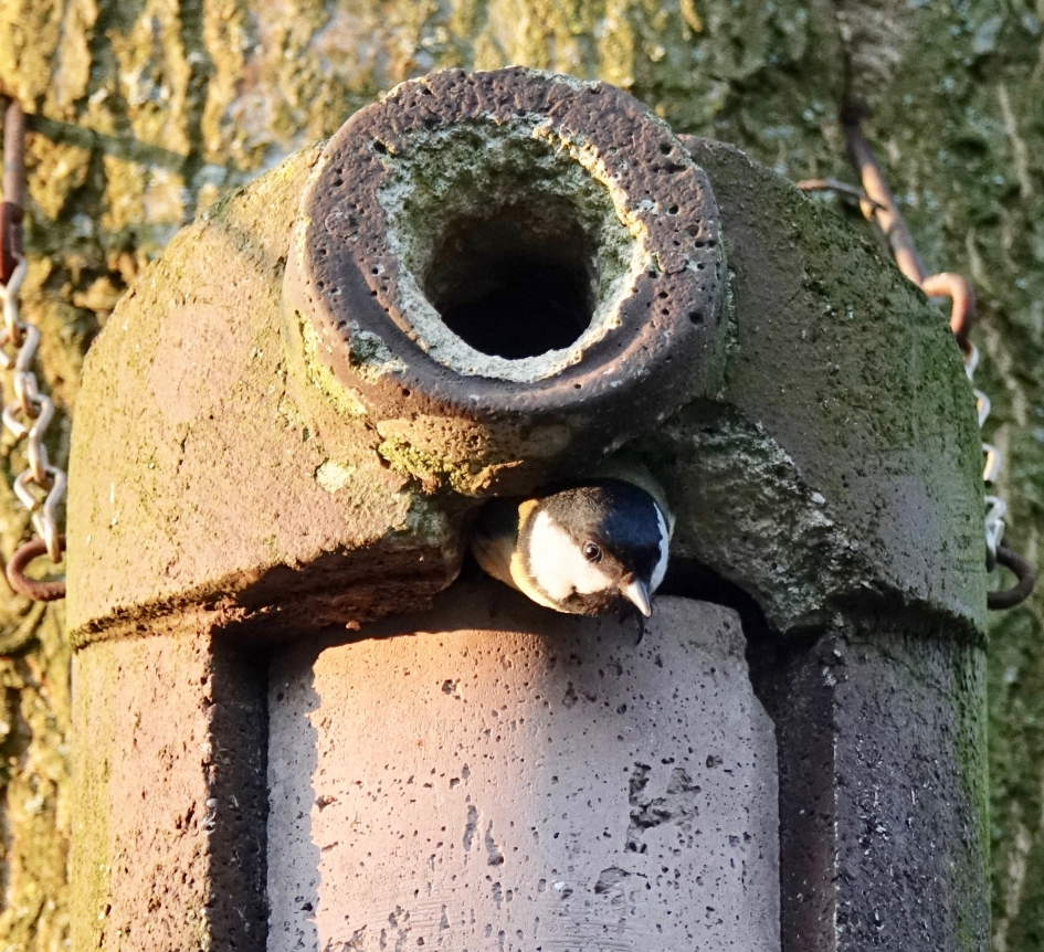 Kraakpand met nooduitgang - Vogels - Koolmees