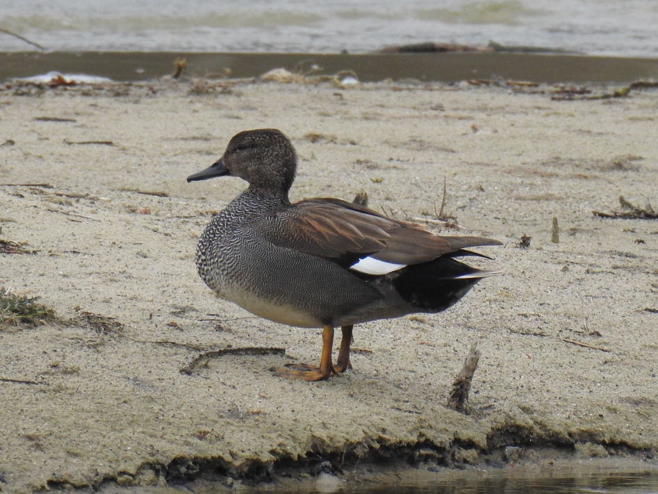 Krakeend - Vogels - Krakeend