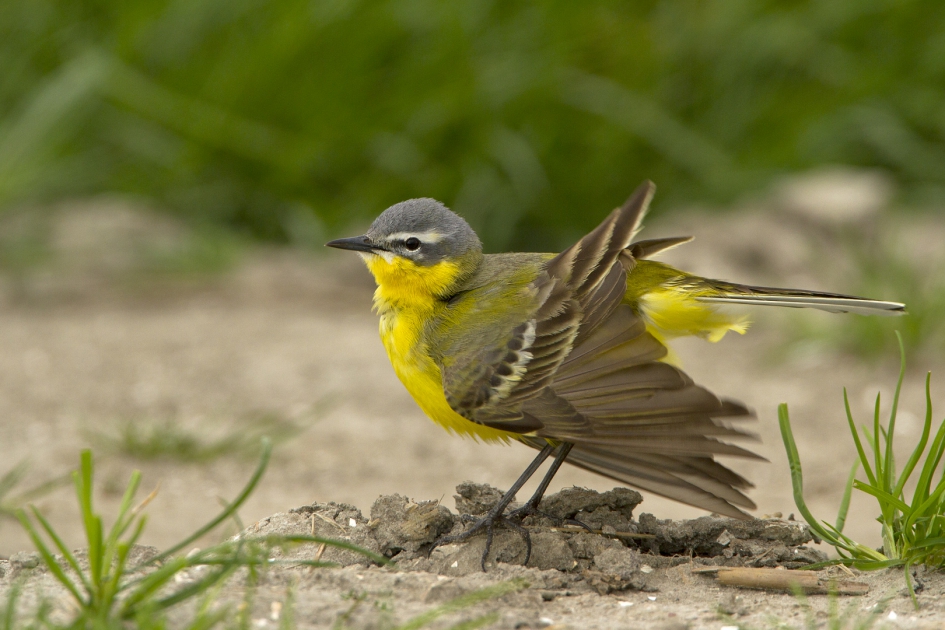 Kwieke Kwik - Vogels - Gele kwikstaart