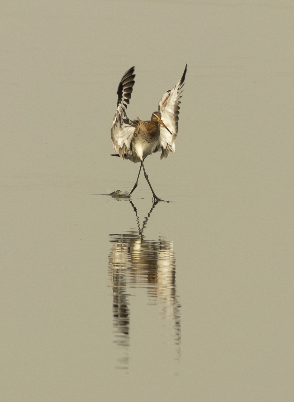 landing Grutto in het water - Vogels - Grutto