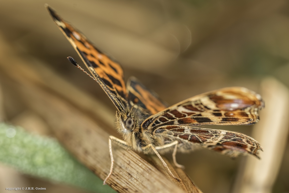 Landkaartje - Geleedpotigen - Landkaartje