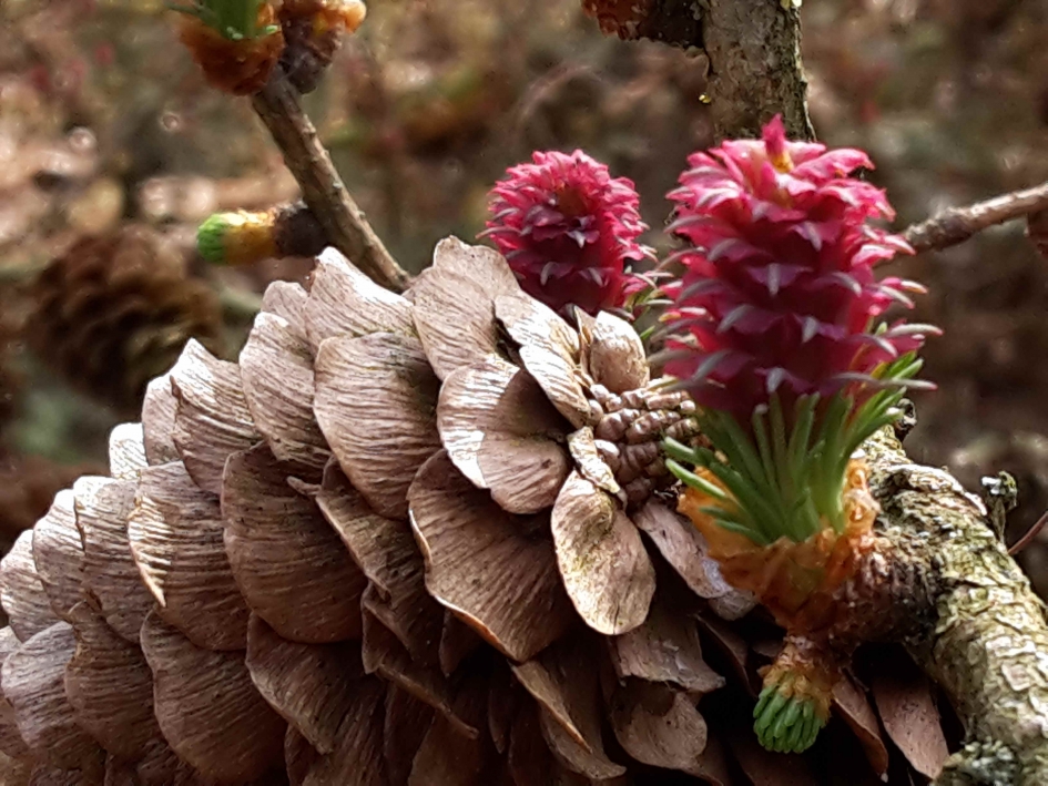 Lariks - Planten - Lariks