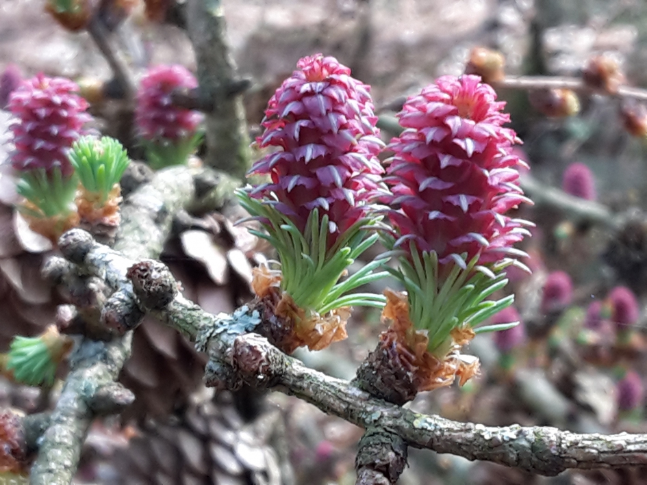 Lariks - Planten - Lariks