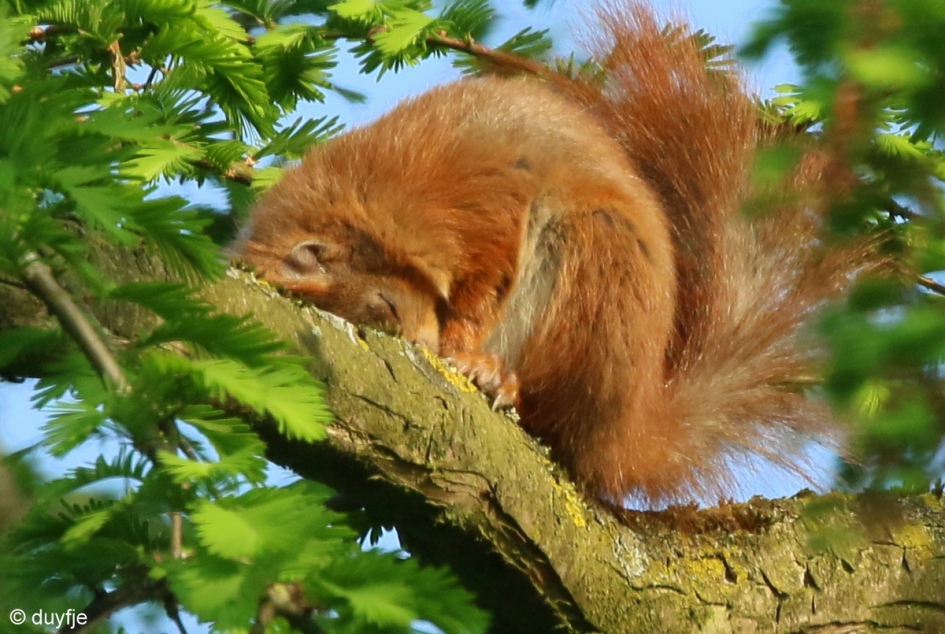 Last van zomertijd - Zoogdieren - Eekhoorn