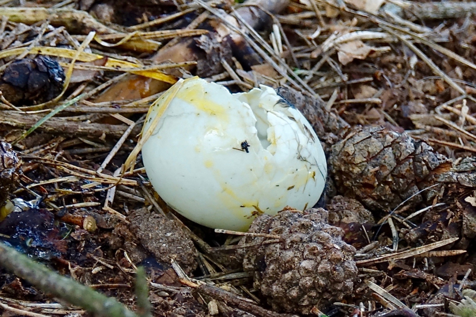 Leeggegeten? - Vogels - Eenden Ei