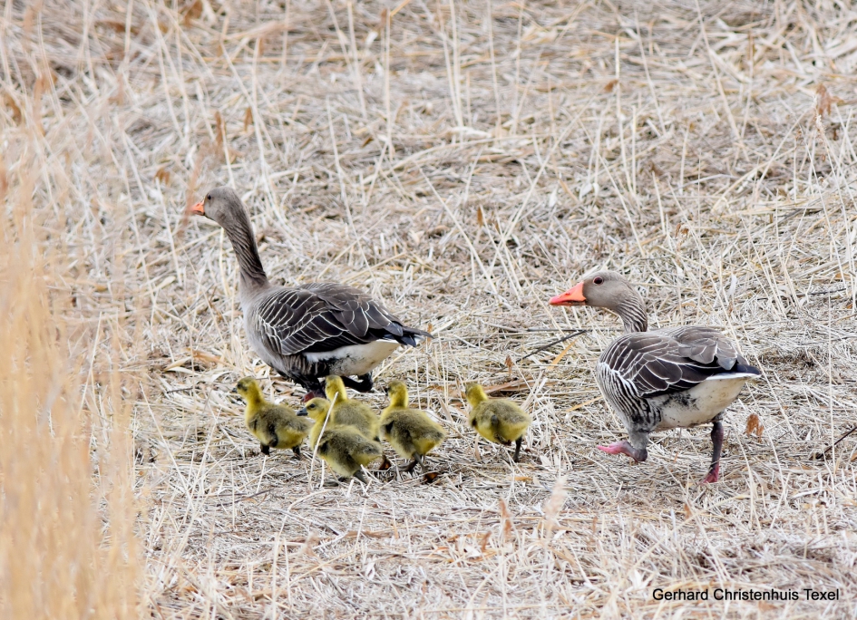 Lente Tekenen - Vogels - Grauwe Gans