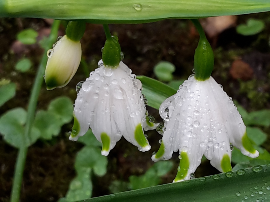 Lenteklokjes - Planten - Lenteklokje
