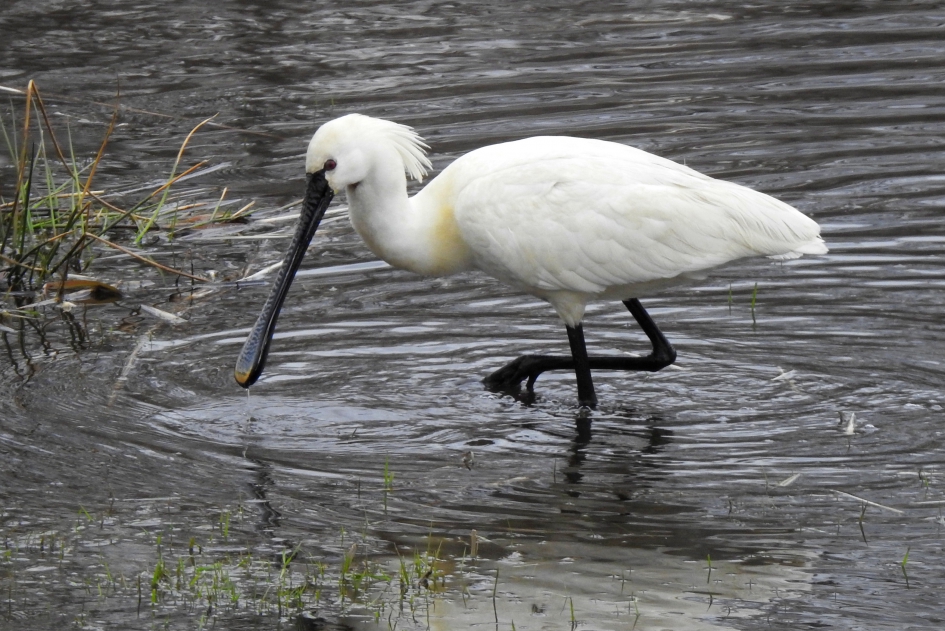 Lepelende Lepelaar - Vogels - Lepelaar