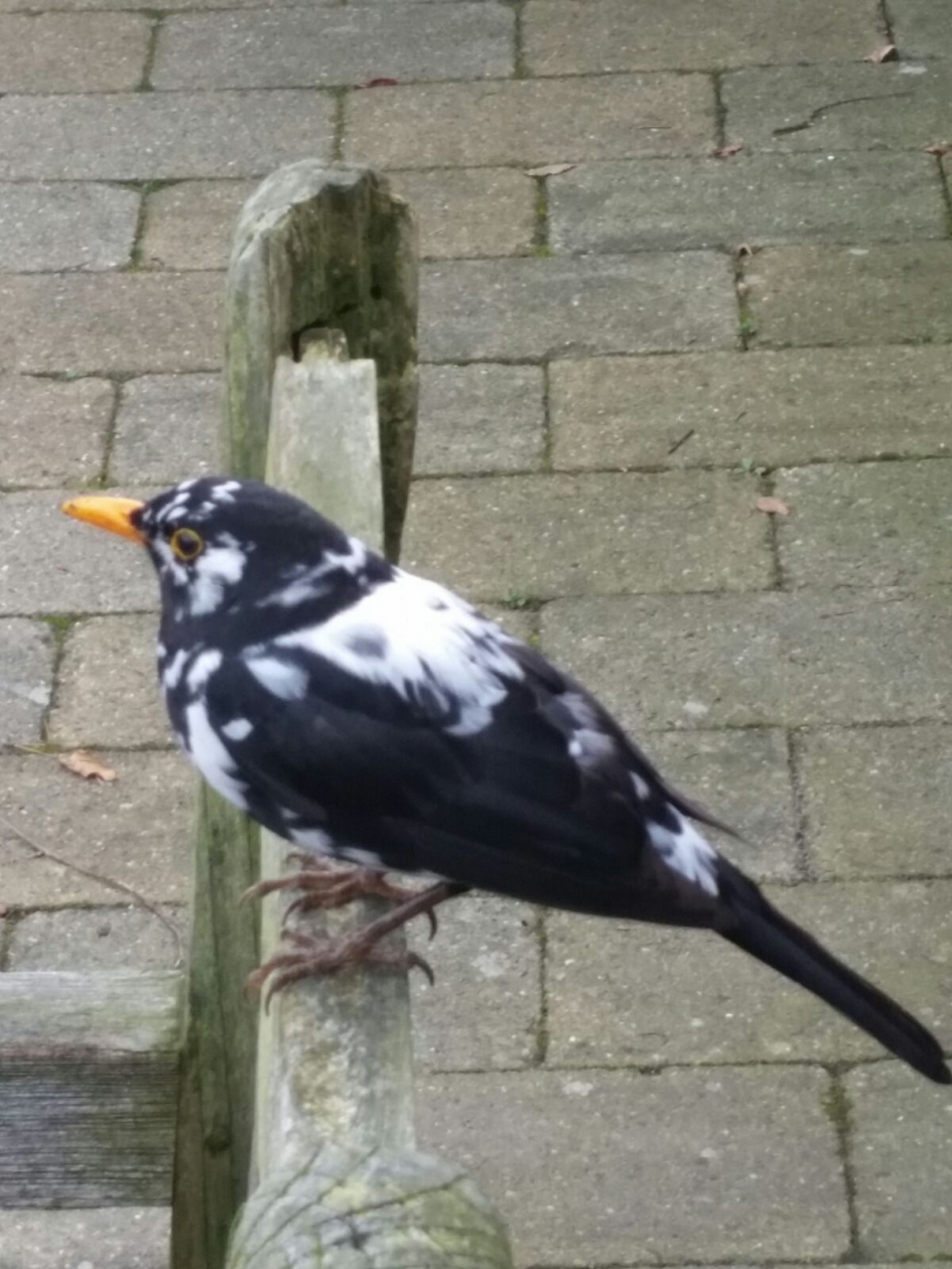 Leucistische merel - Vogels - Merel