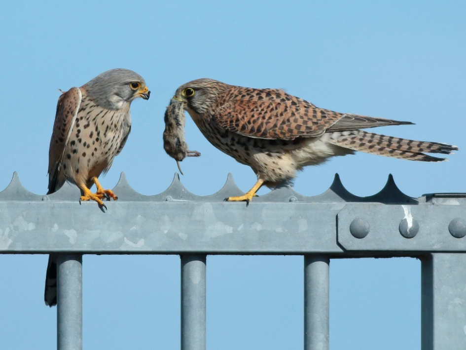 Liefde gaat door de maag - Vogels - Torenvalk