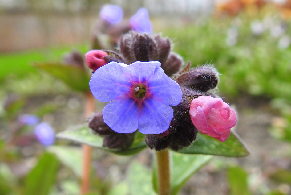 Longkruid - Planten - Gevlekt longkruid