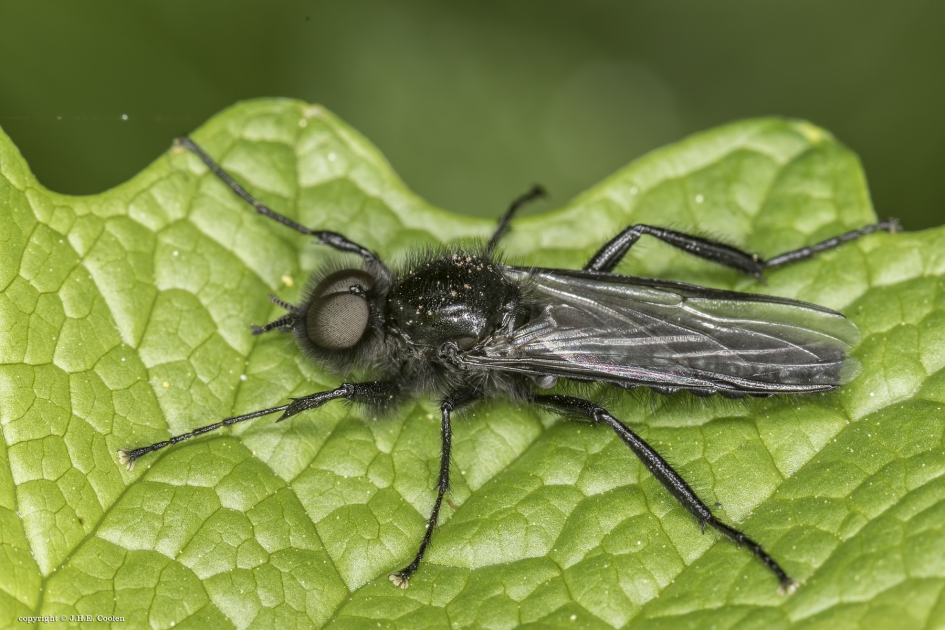 Maartse vlieg - Geleedpotigen - Maartse vlieg