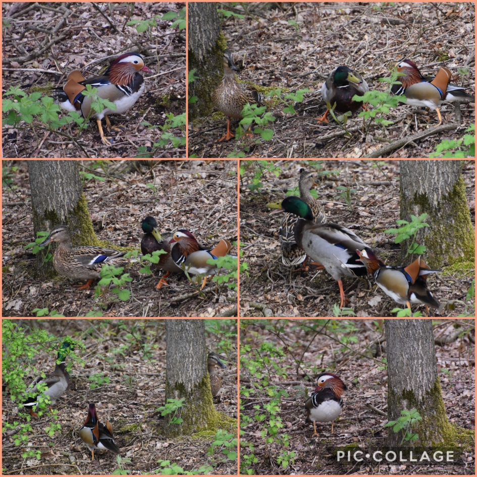 Madarijn eend - Vogels - 