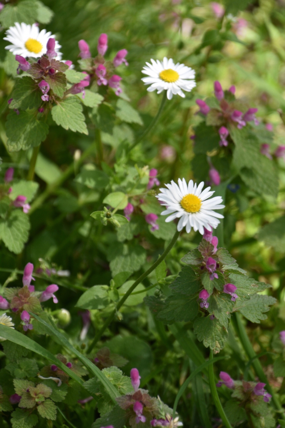 Madeliefjes en dovenetel - Planten - 