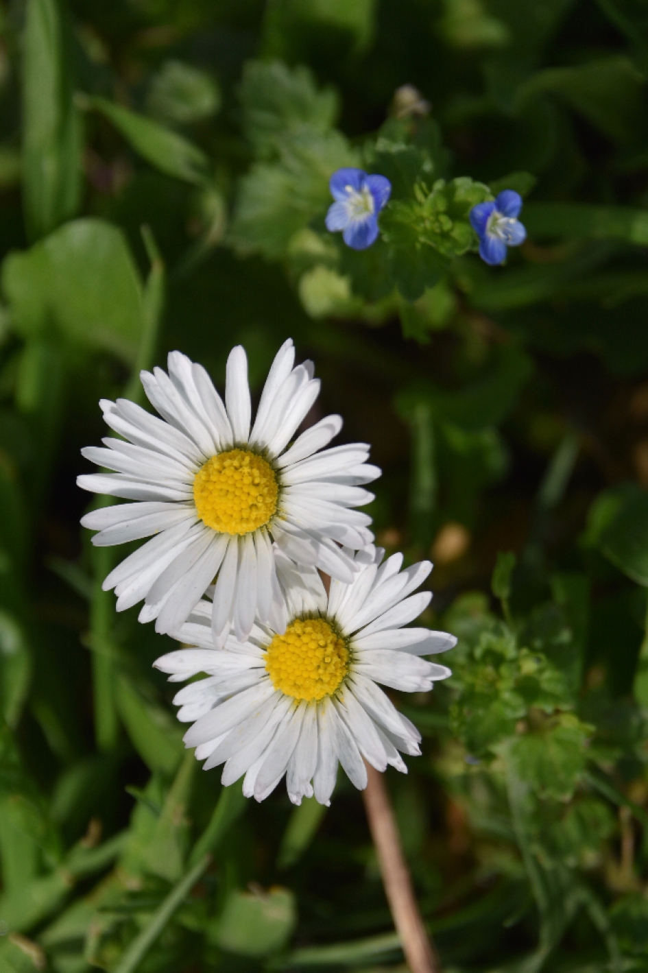 Madeliefjes - Planten - 
