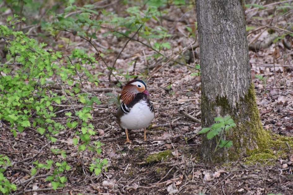 Mandarijneend - Vogels - 