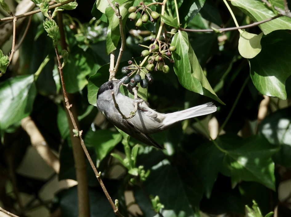 Mannetje Zwartkop - Vogels - Zwartkop
