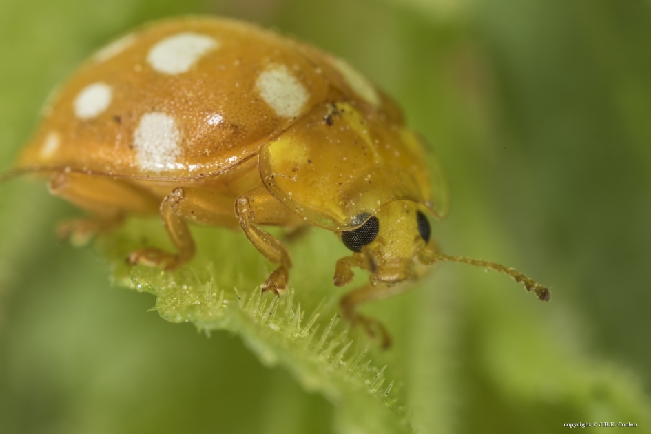 MeeldauwLHB - Geleedpotigen - MeeldauwLHB