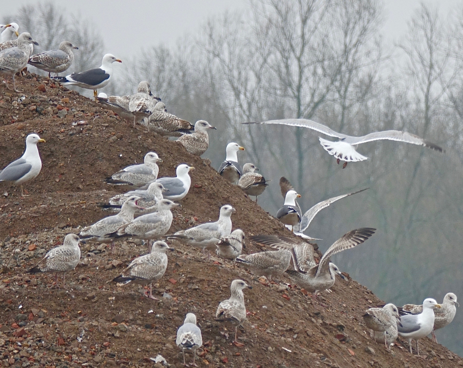Meeuwenberg - Vogels - Meeuw