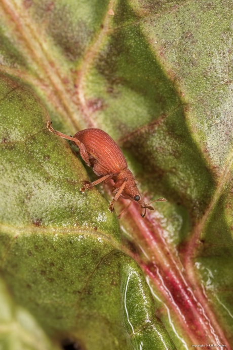 Menierode Zuringspitsmuisje