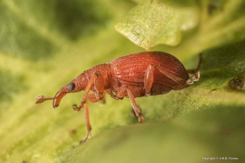 Menierode Zuringspitsmuisje - Geleedpotigen - Menierode Zuringspitsmuisje