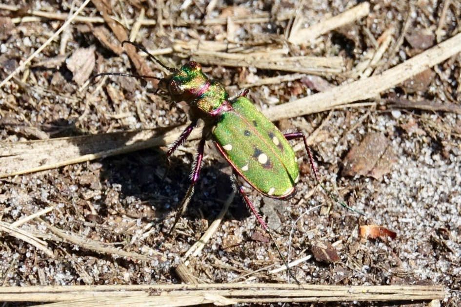 Metallic - Geleedpotigen - Groene Zandloopkever