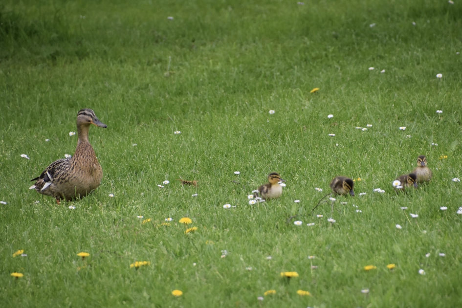 Moeder eend met pulletjes - Vogels - 
